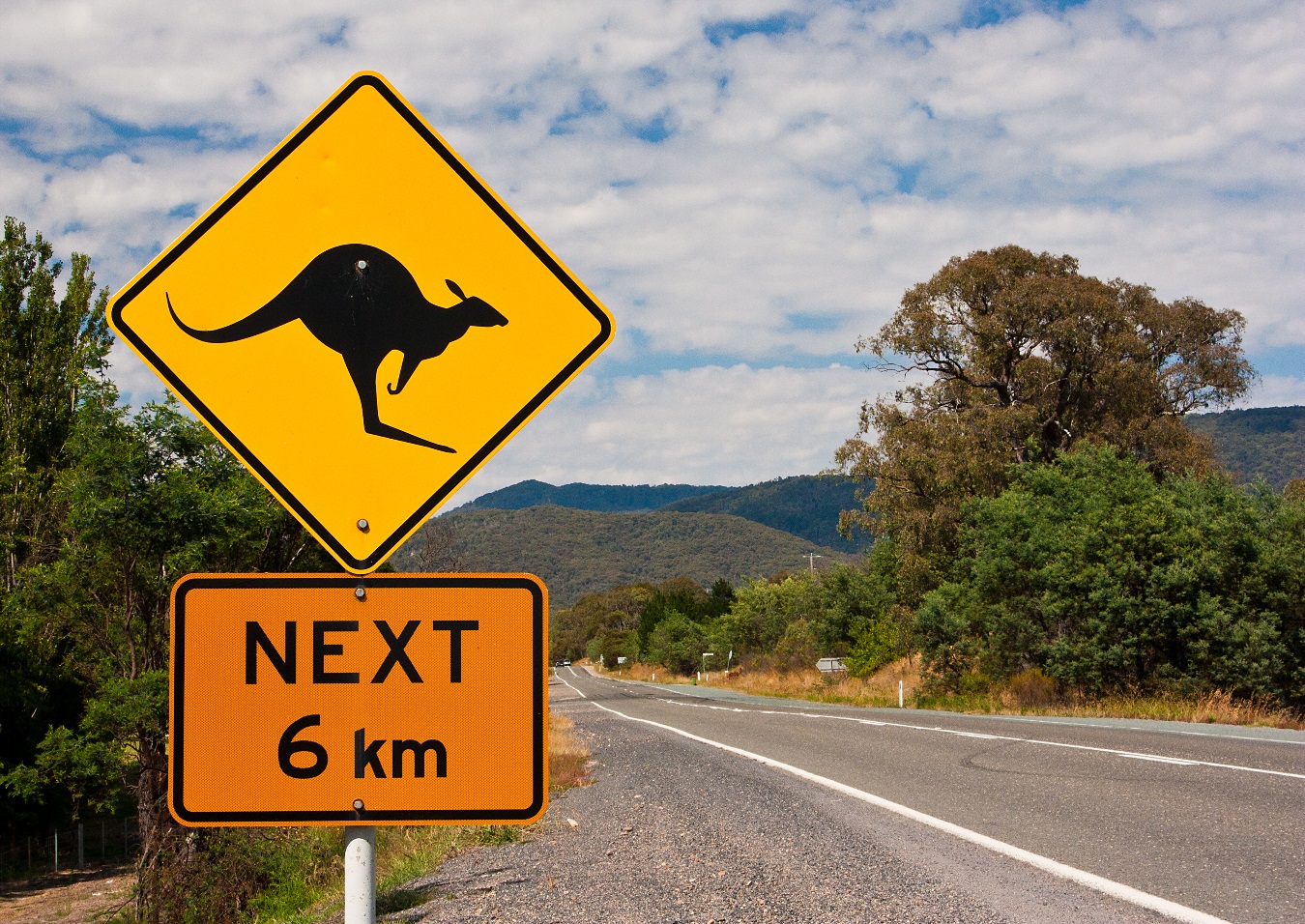 Is that you Skip? AFCA Backs Insurers in Claims Involving Alleged Collisions with Marsupials